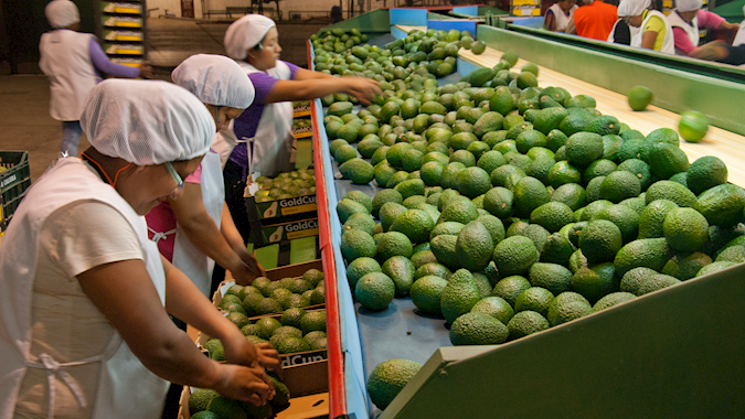 Responding to the avocado boom