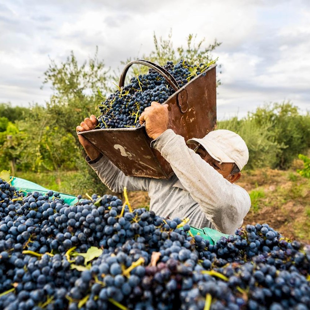 Supply chain solutions for perishable items