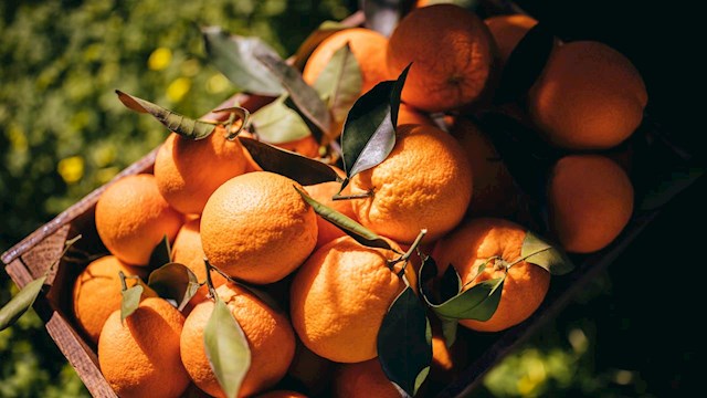 Perishable Logistics DP World