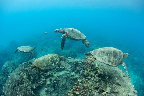 Sustainability DP World