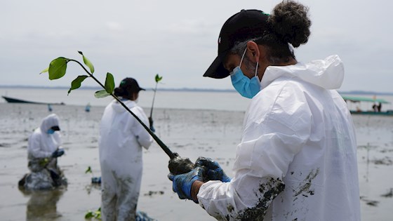Preserving Puná Island's Mangroves For Water Sustainability