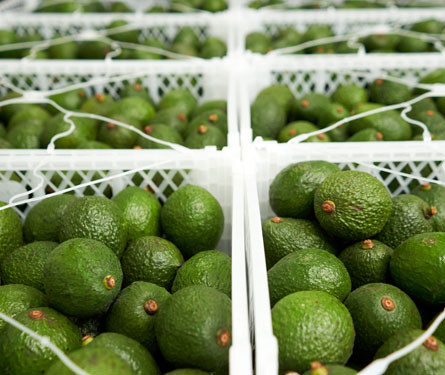 El 60% de las paltas peruanas que se exportaron desde el Puerto del Callao se movilizaron por DP World