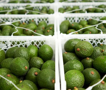 El 60% de las paltas peruanas que se exportaron desde el Puerto del Callao se movilizaron por DP World