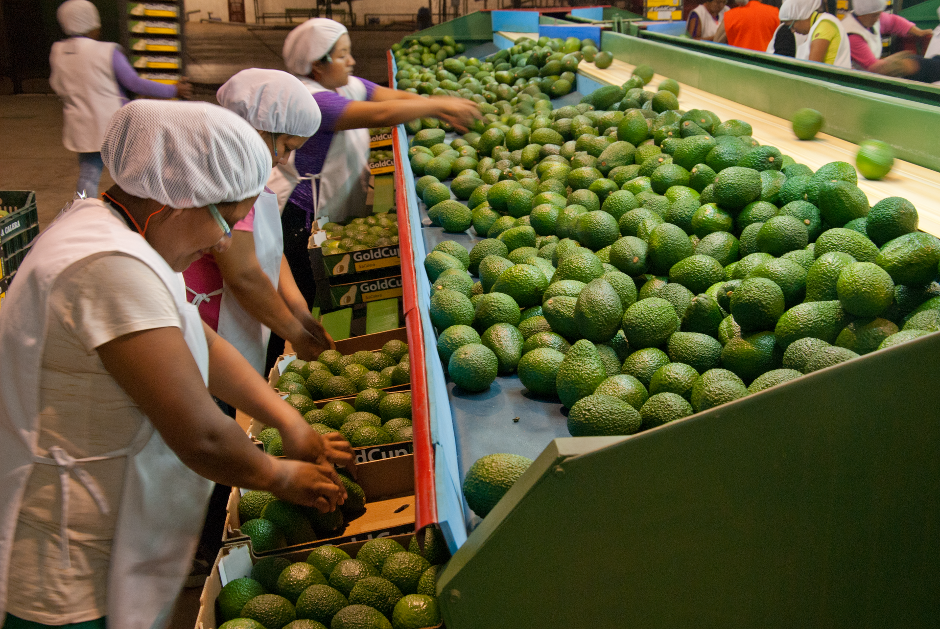 Responding to the avocado boom