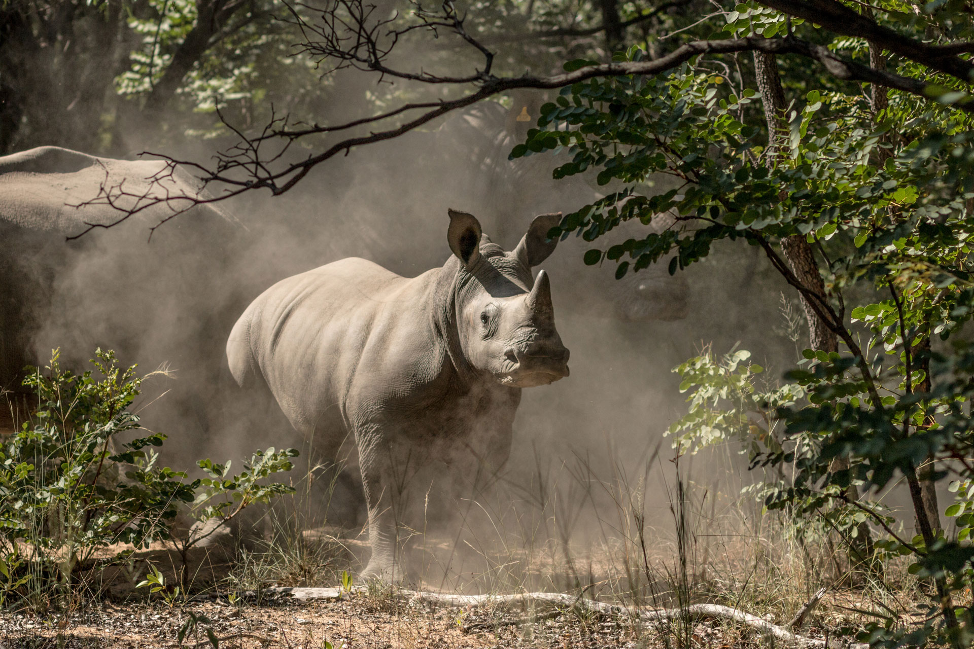 Rhino in the wild
