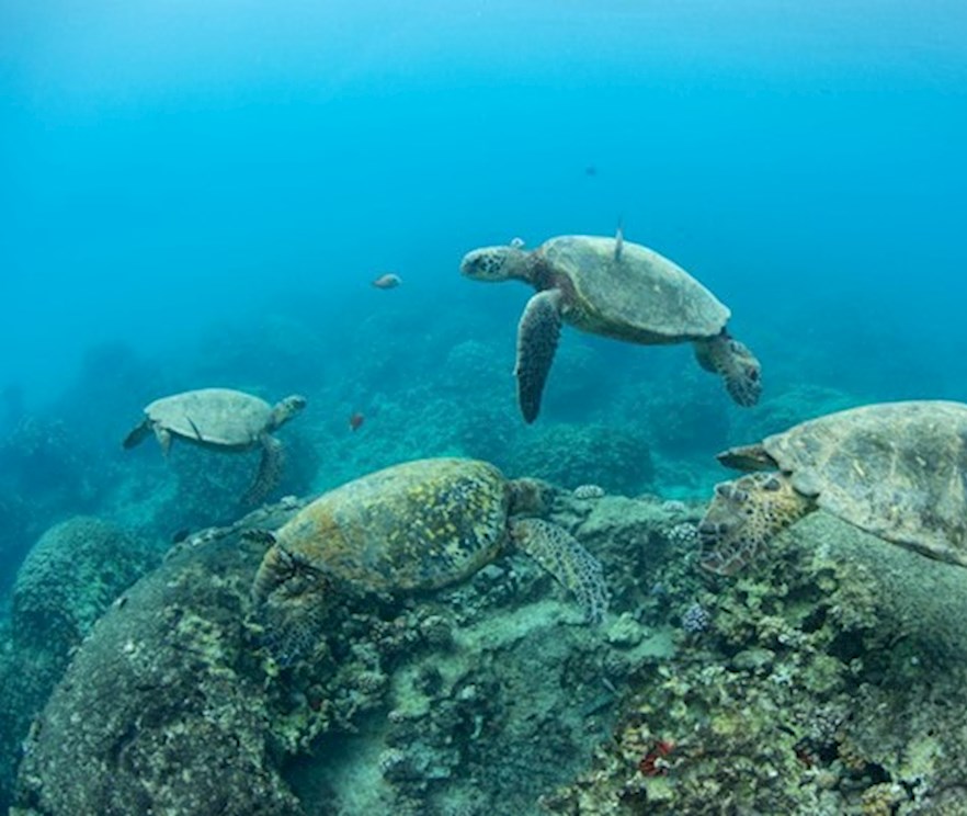 Sustainability DP World