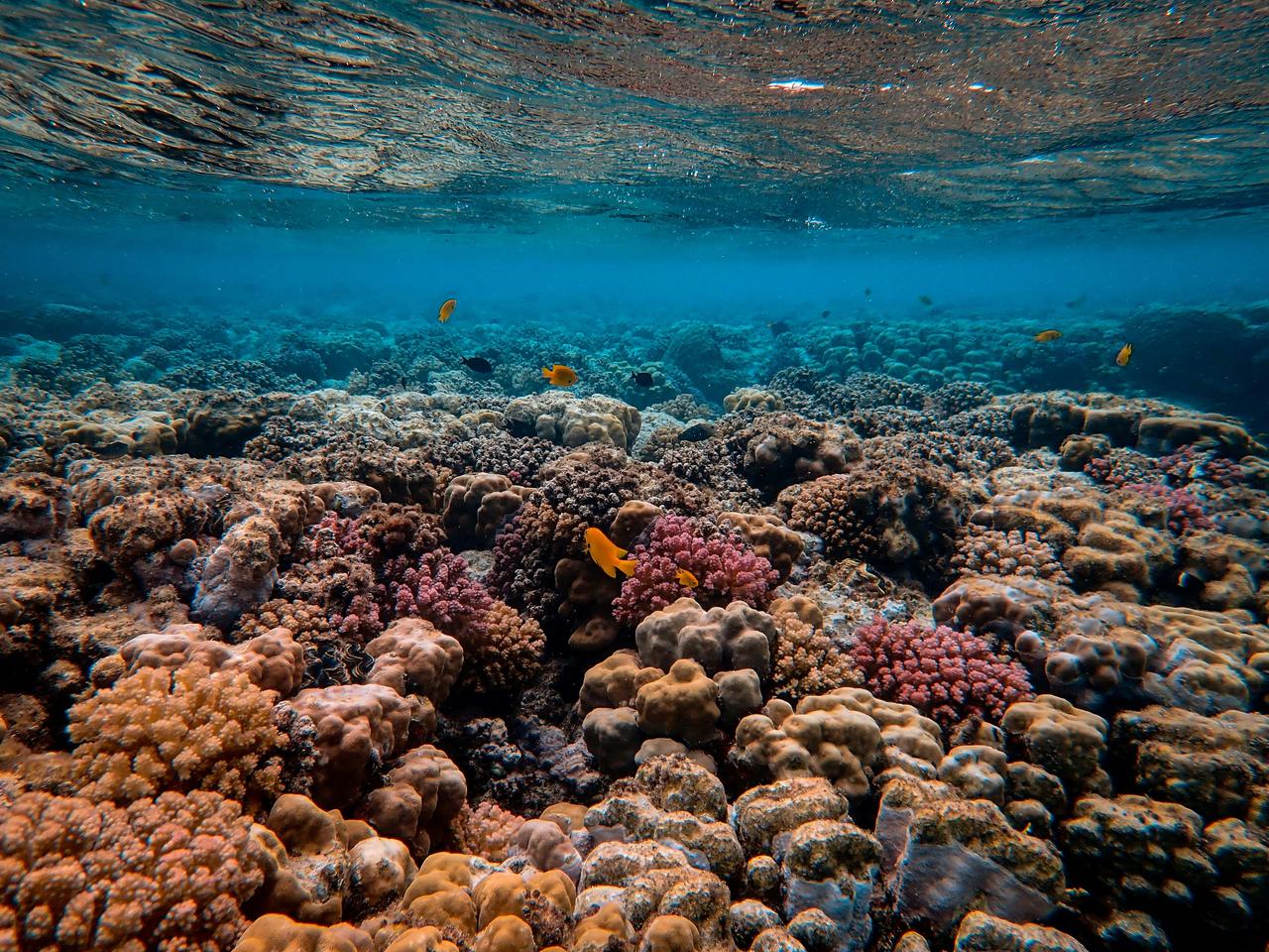 Coral Reefs Under Water Surface
