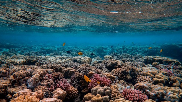 Coral Reefs Under Water Surface