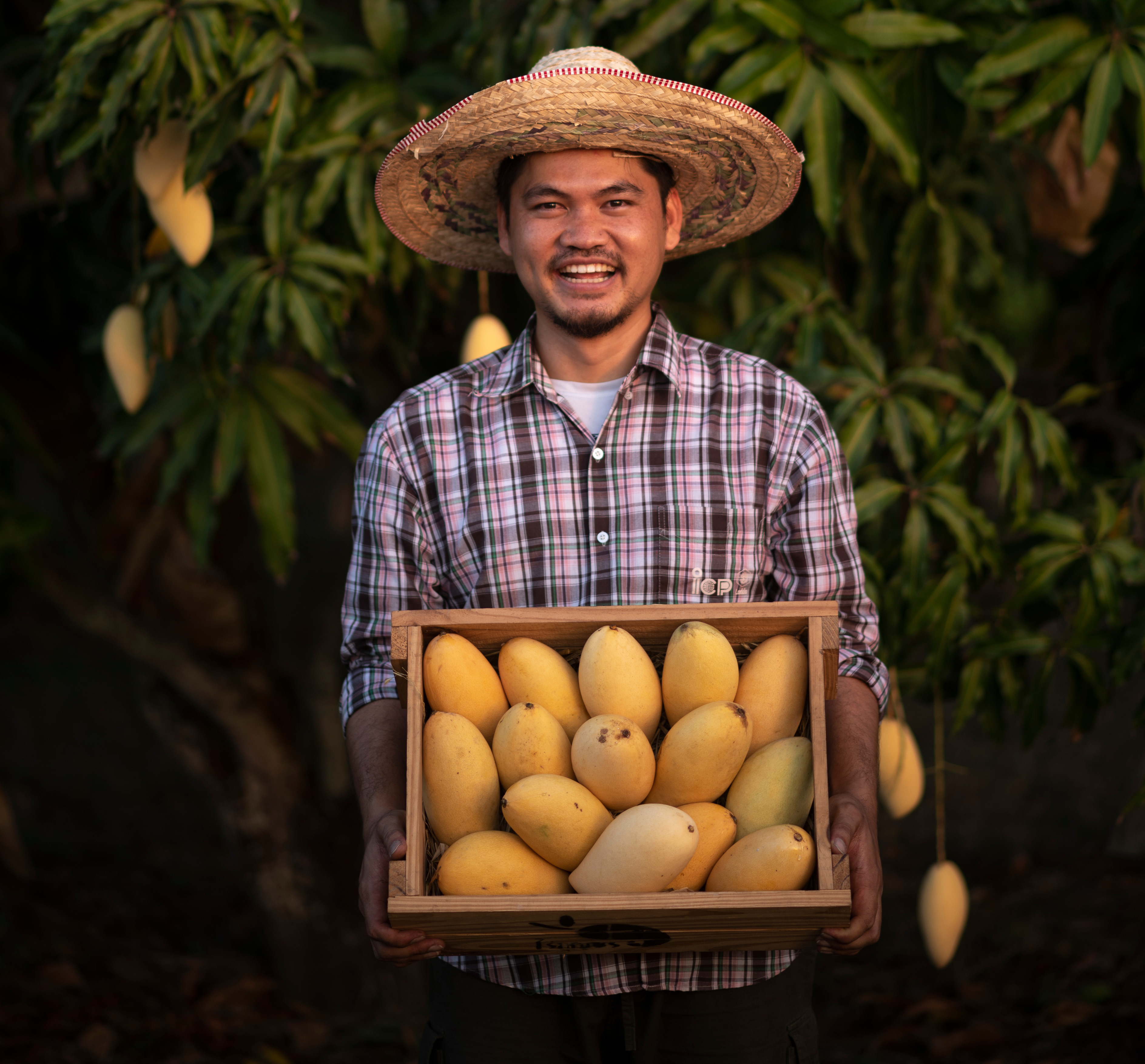 Farmer with mangoes